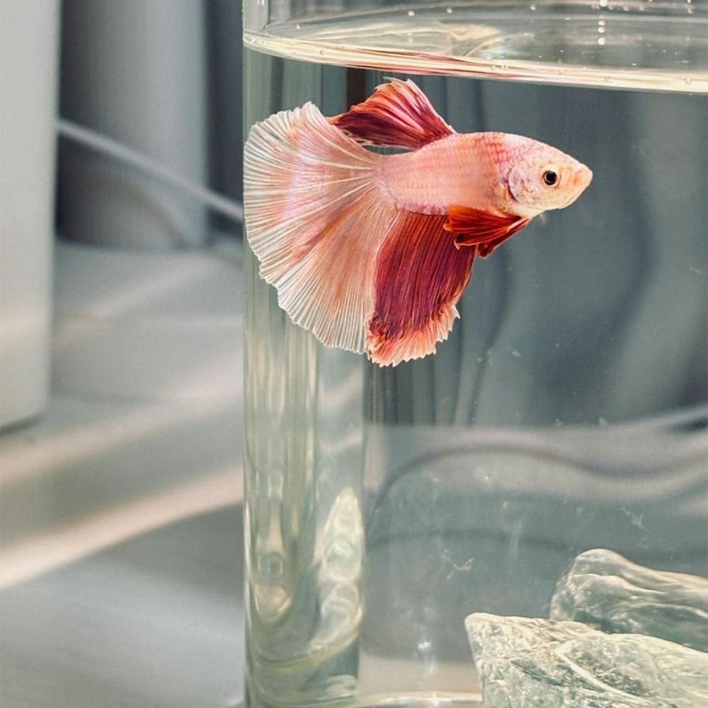 Betta Fish Tank - شفافة عالية الاكريليك المشهد خزان الأسماك