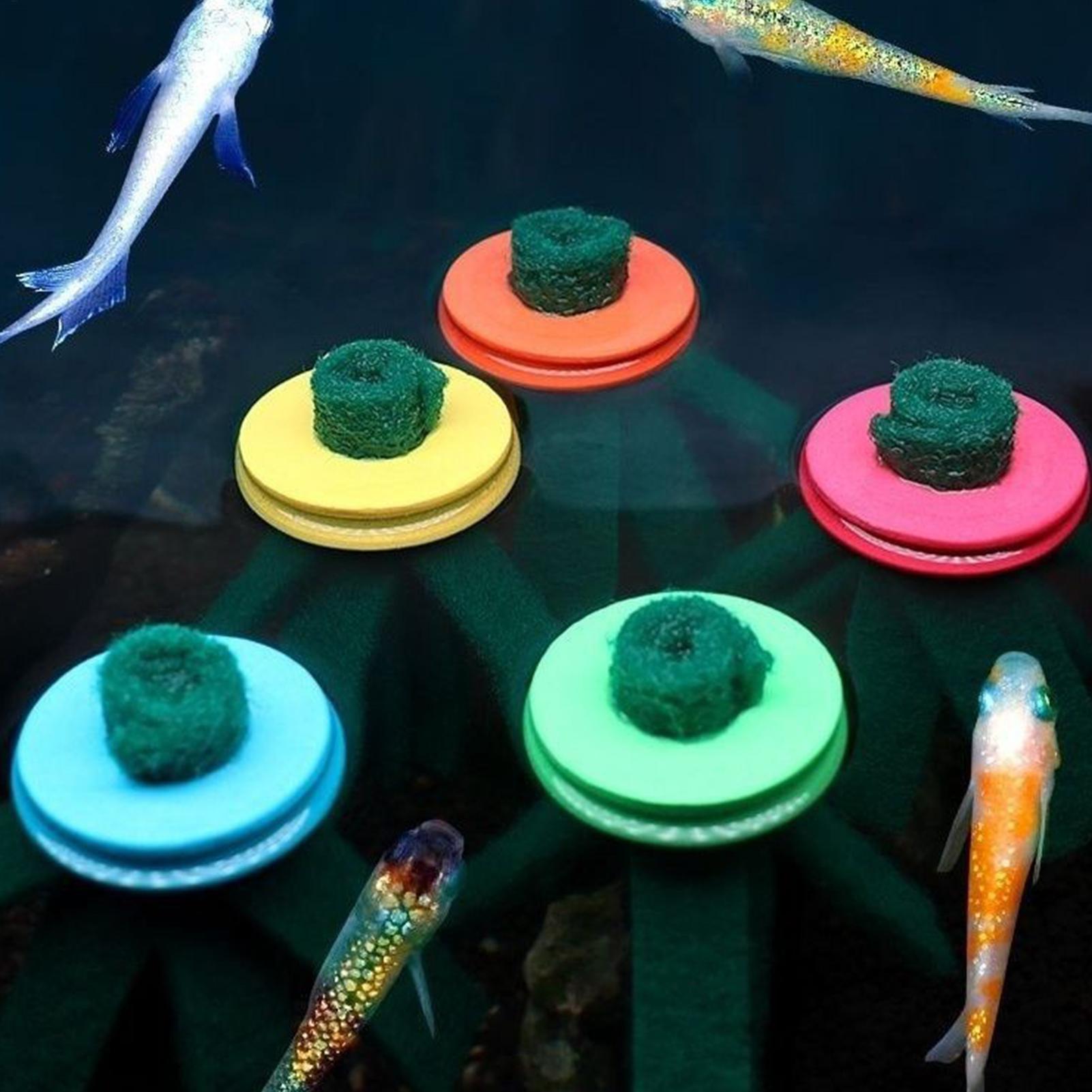 10 قطع من ممسحة تفريخ الأسماك  - مراجعة Betta Fish Tank وسعره