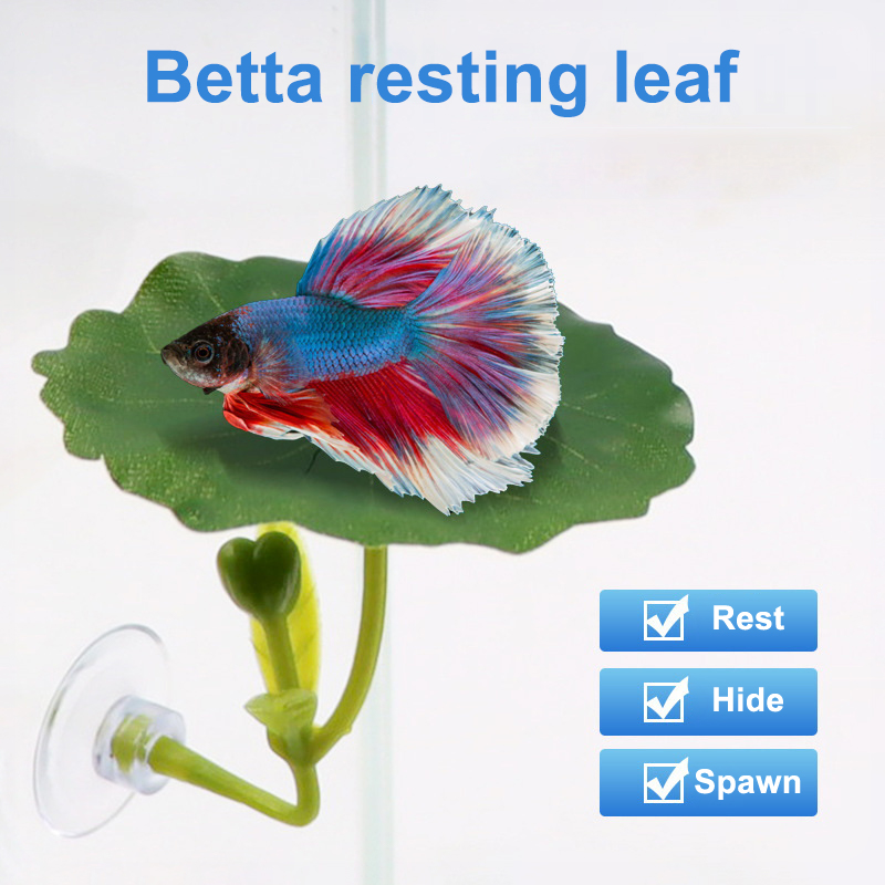 (Ce14) 1/5 قطعة، أرجوحة على شك - مراجعة Aquarium Fish Betta وسعره