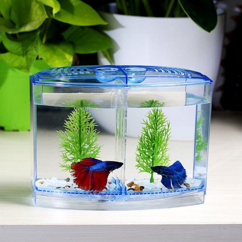 حوض أسماك بيتا شفاف ، حوض أسما - مراجعة Aquarium Fish Betta وسعره