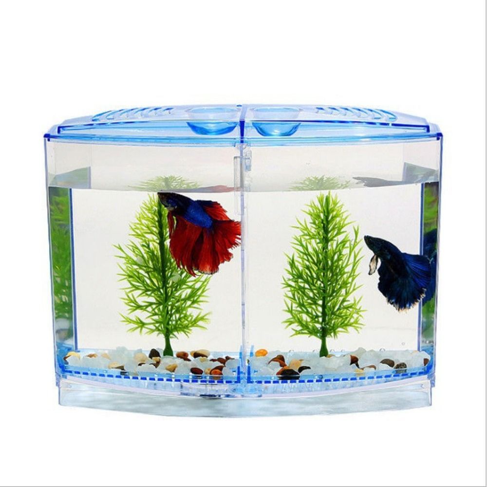 حوض أسماك بيتا شفاف ، حوض أسما - مراجعة Aquarium Fish Betta وسعره