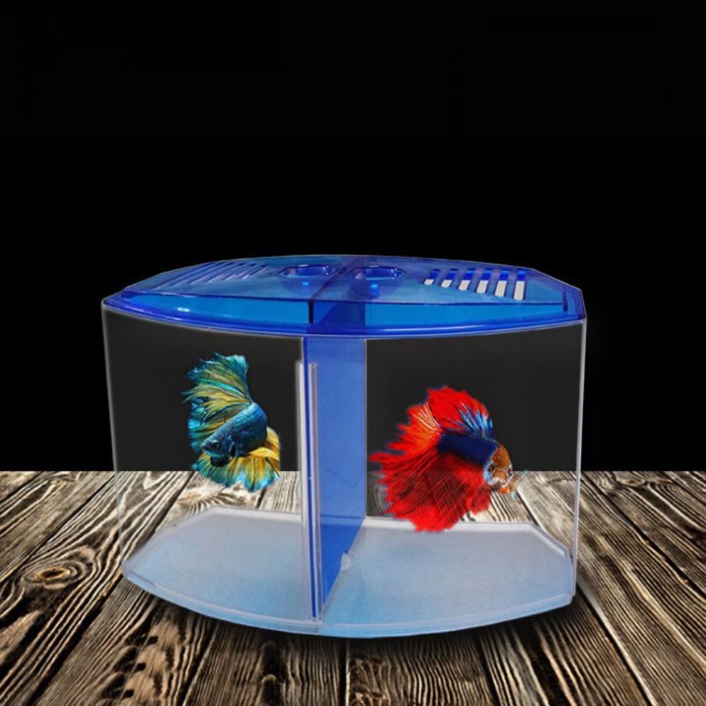حوض أسماك بيتا شفاف ، حوض أسما - مراجعة Aquarium Fish Betta وسعره
