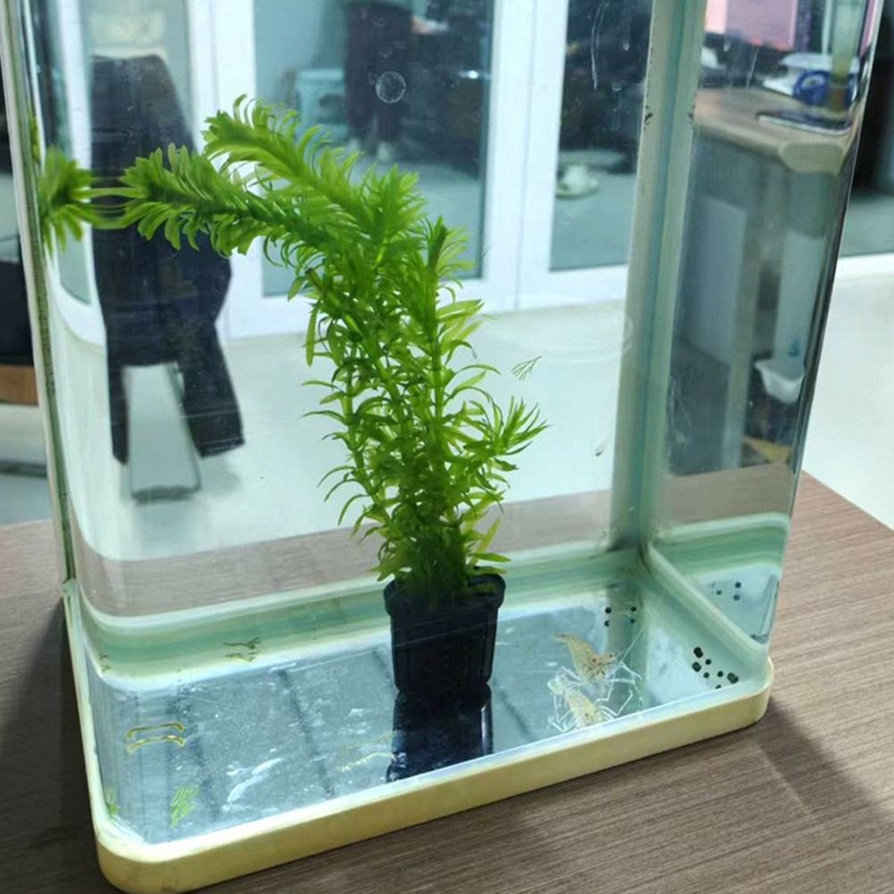 حامل نباتات مائية، حوض أسماك،  - مراجعة Aquarium Plants وسعره