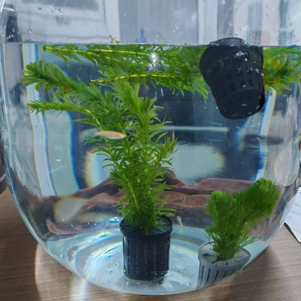 حامل نباتات مائية، حوض أسماك،  - مراجعة Aquarium Plants وسعره